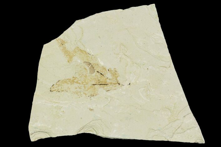 Fossil Sycamore (Platanus) Leaf - Green River Formation #109645